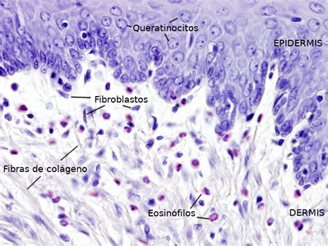 Tipos celulares. Fibroblasto. Atlas de Histología Vegetal y ... | Histología, Tejido conectivo ...