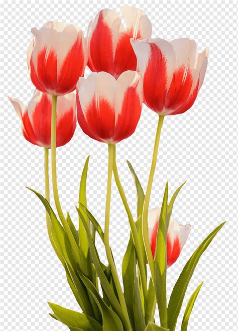 Tulips, Red, Spring, Flower, Blossom, Bloom, Nature, Spring Flower, Flora, Tulip Field, png ...