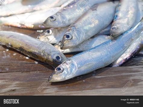 Group Baltic Herring Image & Photo (Free Trial) | Bigstock