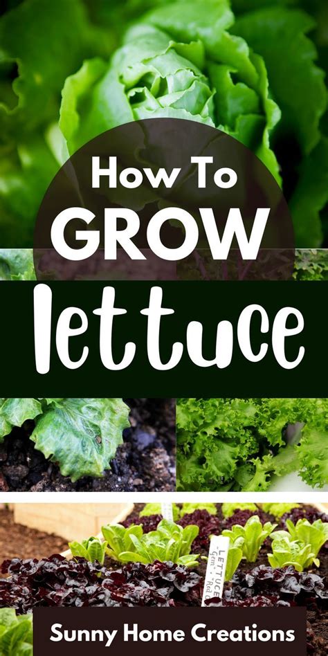 Grow Lettuce Planting Lettuce, Lettuce Seeds, Growing Lettuce, Lettuce ...