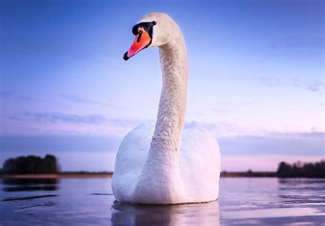 Swan Symbolism & Meaning (+ Totem, Spirit & Omens) | World Birds