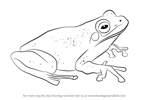 How to Draw a Green Tree Frog (Amphibians) Step by Step ...