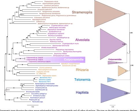 Figure 1 from Molecular Phylogenetics and Evolution | Semantic Scholar