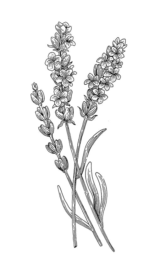 a drawing of some lavender flowers on a white background with black and white lines in the middle
