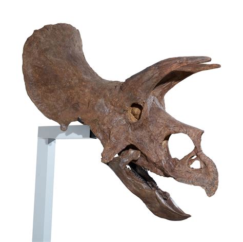 An Exceptional, Very Complete Triceratops Skull | History of Science & Technology, Including ...