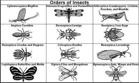 insecta orders - the big ones. | Insect anatomy, Insect orders, Zoology