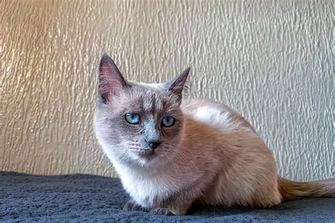 Are Siamese Cat's Eyes Always Blue? - Bright Whiskers