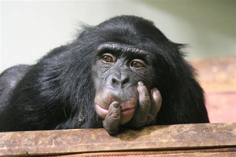 Great apes can understand the complex mental states of others • Earth.com