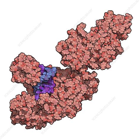 Taq polymerase PCR enzyme molecule, illustration - Stock Image - F019 ...