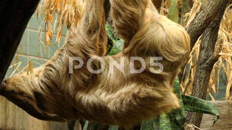 Sloth hanging upside down from a branch 4K - Stock Footage | by gdmpro | Sloth hanging, Hanging ...