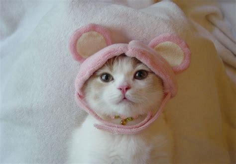 Cute Cats: Cute Cats #9