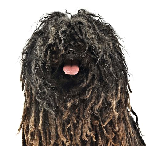 Commonly Confused Breeds: The Komondor vs. the Puli - Modern Dog Magazine