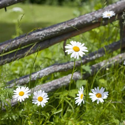 LEUCANTHEMUM VULGARE May Queen - Margarita