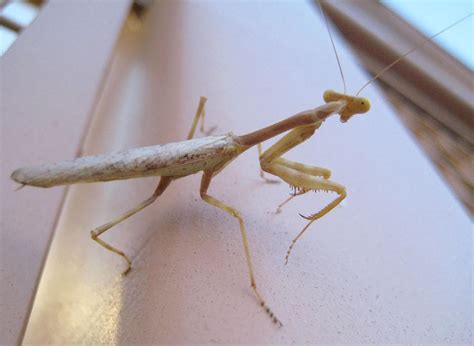 Yellow Praying Mantis by BeautifulDragon322 on DeviantArt