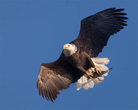 Best Eagle Catching Prey Stock Photos, Pictures & Royalty-Free Images ...