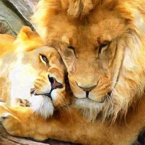 Couple Lions Lion And Lioness Hugging Canvas Lion Large Art Lions Couples Wall Art Lions in Love ...