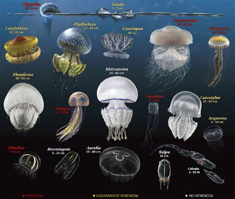 Majestic Jellyfish of the Mediterranean