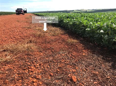 A Quick Look at Soybean Production In Southeast Brazil | CropWatch ...