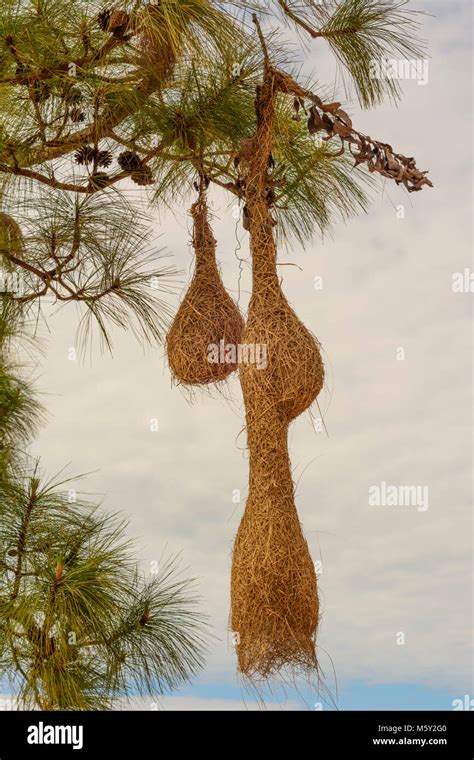 Kalaw: nests of weaver bird, , Shan State, Myanmar (Burma Stock Photo ...