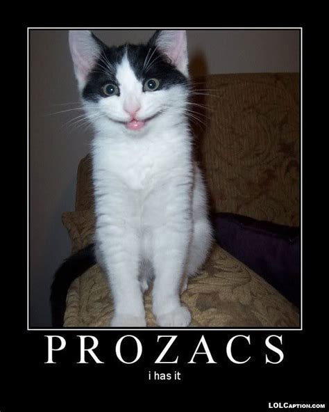 Very funny cat pictures with captions funny cat photos with captions - LOLcaption.com