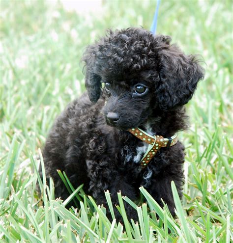 photographs of miniture poodles | Directory of Dogs : Dog Dictionary ...