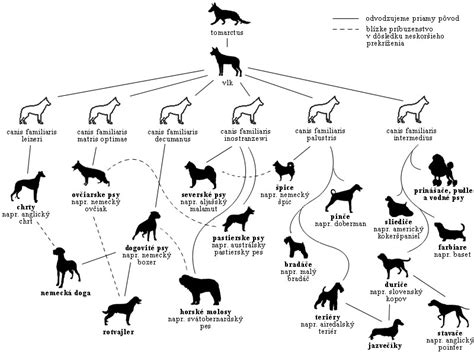 Evolution Of Dog Timeline