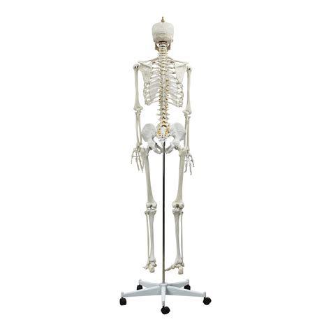 Skeleton Life-Size Model 180CM - Kits of Medicine