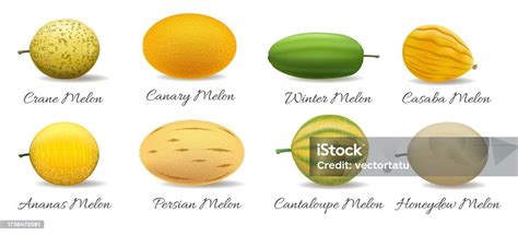 Melon Varieties Vector Illustration Stock Illustration - Download Image Now - Agriculture ...