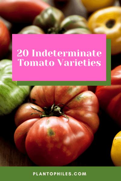 20 Best Indeterminate Tomato Varieties