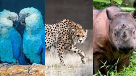 World Wildlife Day 2020: 7 animals that went extinct in 2019 - India Today