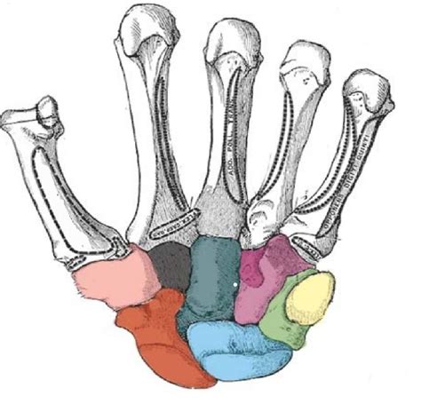 Carpals Diagram | Quizlet