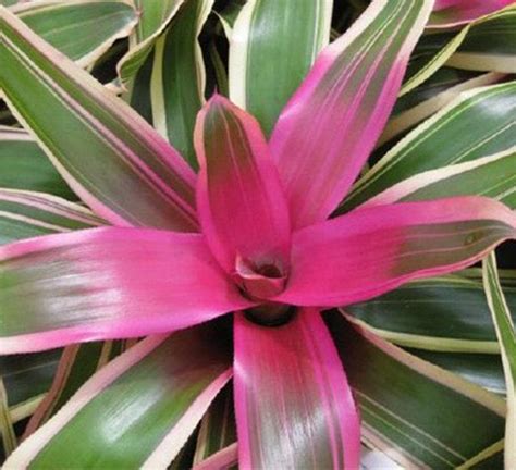 Bromeliad Neoregelia | Calloway's Nursery