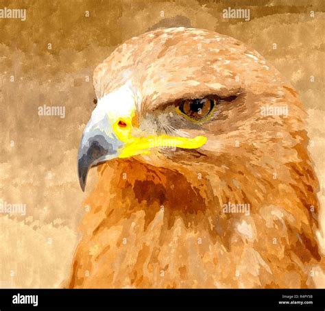 Watercolor painting of Golden Eagle Stock Photo - Alamy