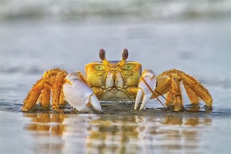 How to Fish for Crabs - Holden Beach NC - HoldenBeachNC.com