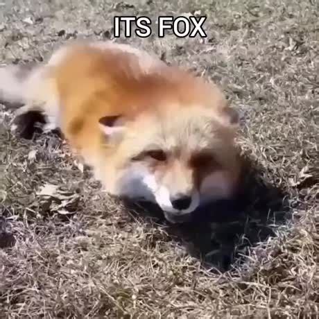 Fox loaf - Meme by Disappointed_father :) Memedroid