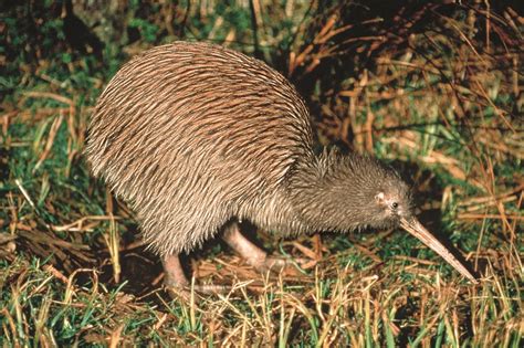 New Zealand Tourism Guide: Kiwi - The National Bird of New Zealand