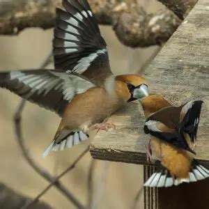 Hawfinch - Facts, Diet, Habitat & Pictures on Animalia.bio