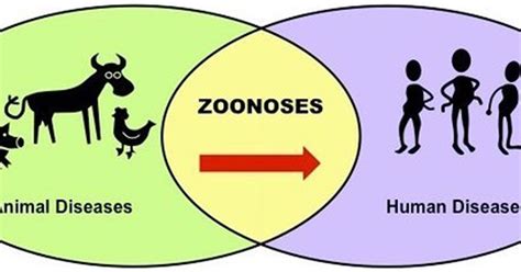 4-H’s healthy approach to zoonotic diseases