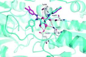 Phosphofructokinase: structural and functional aspects and design of selective inhibitors ...