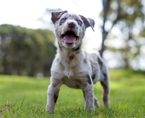 CC. Australian Koolie puppy. Having A Bad Day, Doggies, Pitbulls ...