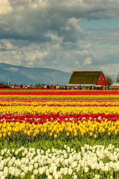 Skagit Valley Tulip Festival 2024 in Seattle - Dates | Skagit valley ...