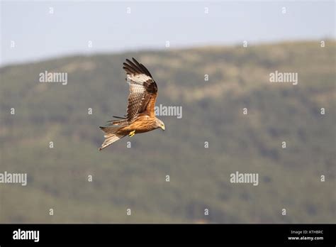 red kite summer migration Stock Photo - Alamy