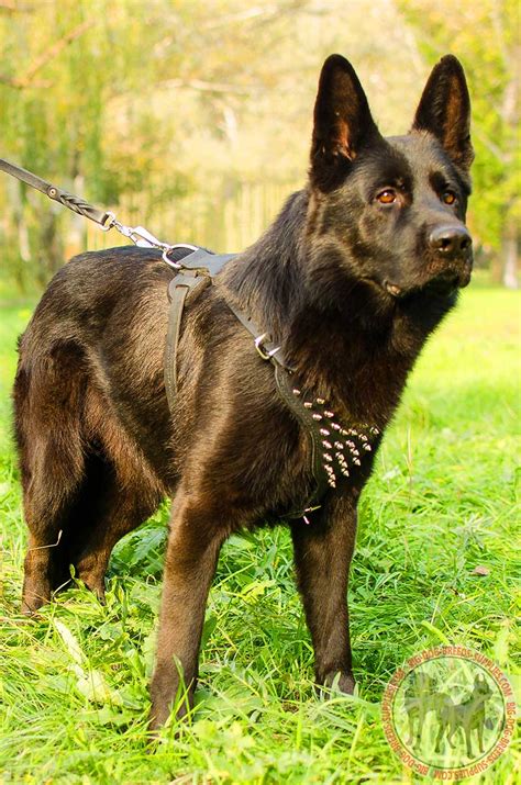 Spiked Leather Harness > German Shepherd Breed > Dog Gear