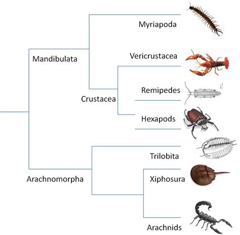 Classes Of Arthropods And Characteristics