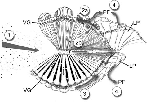 Composite diagram of bivalve ctenidia as observed using video endoscopy ...