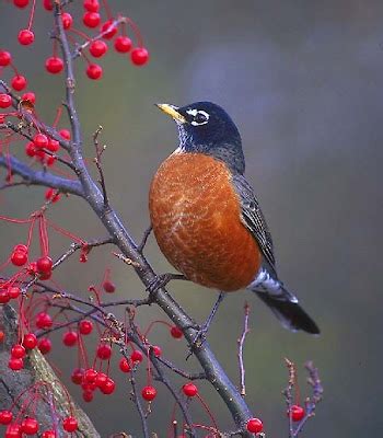 Wisconsin Robin State Bird Pictures | State Birds