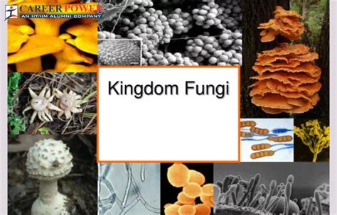 Fungi Examples