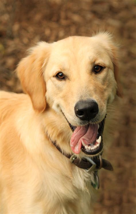 Golden Retievers vs Labrador Retrievers: Which Dog Is Right for You?