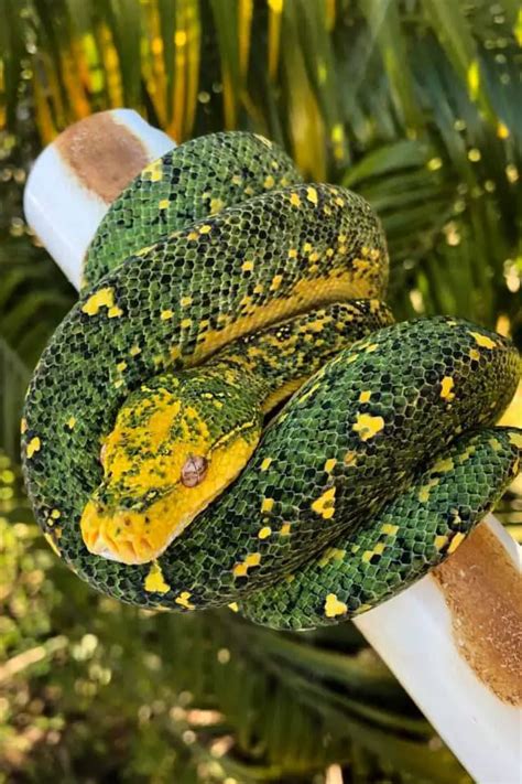 4 Most Beautiful Green Tree Python Morphs - ReptileHow.com