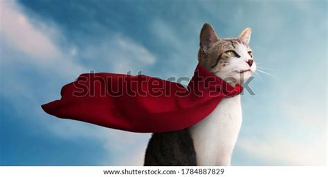 Cute Super Hero Cat His Red Stock Photo 1784887829 | Shutterstock